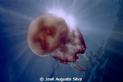 Medusa by José Augusto Silva 